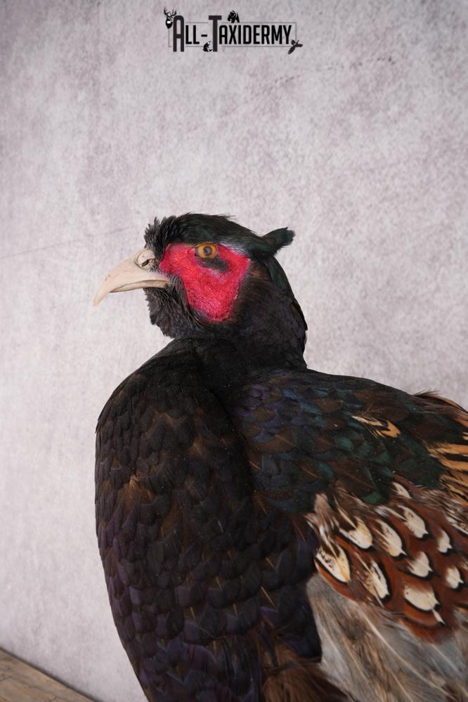 Black Necked Pheasant SKU 3251 - Image 4