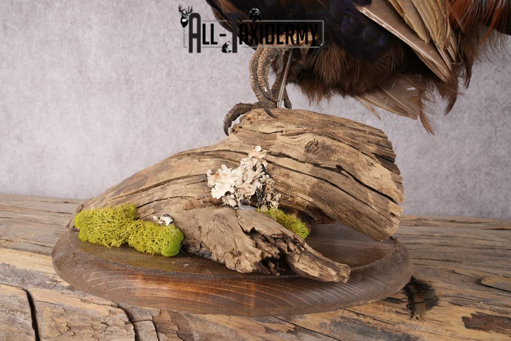 Black Necked Pheasant SKU 3251 - Image 3