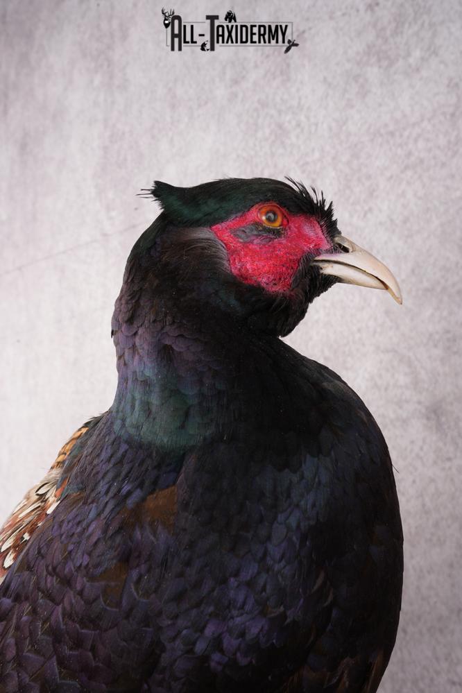 Black Necked Pheasant SKU 3251 - Image 2