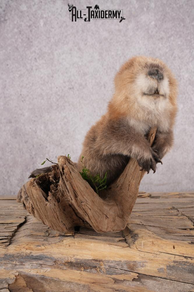 Baby Beaver SKU 3204