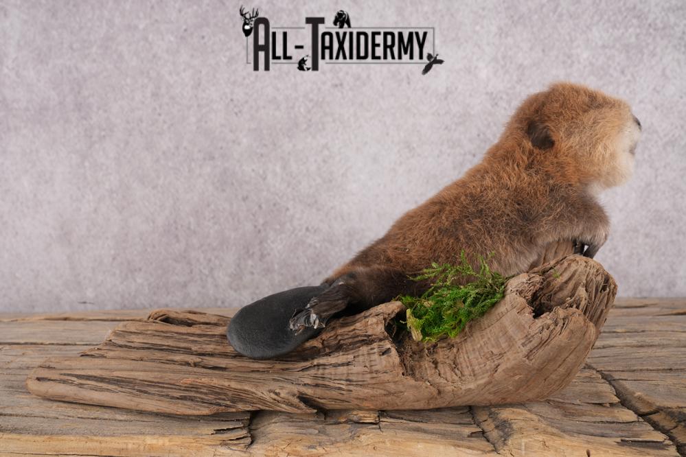 Baby Beaver SKU 3204 - Image 8