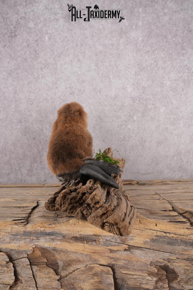 Baby Beaver SKU 3204 - Image 7