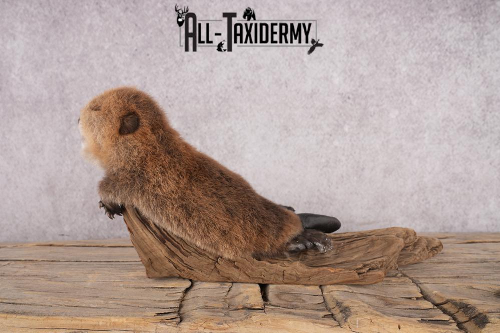 Baby Beaver SKU 3204 - Image 6