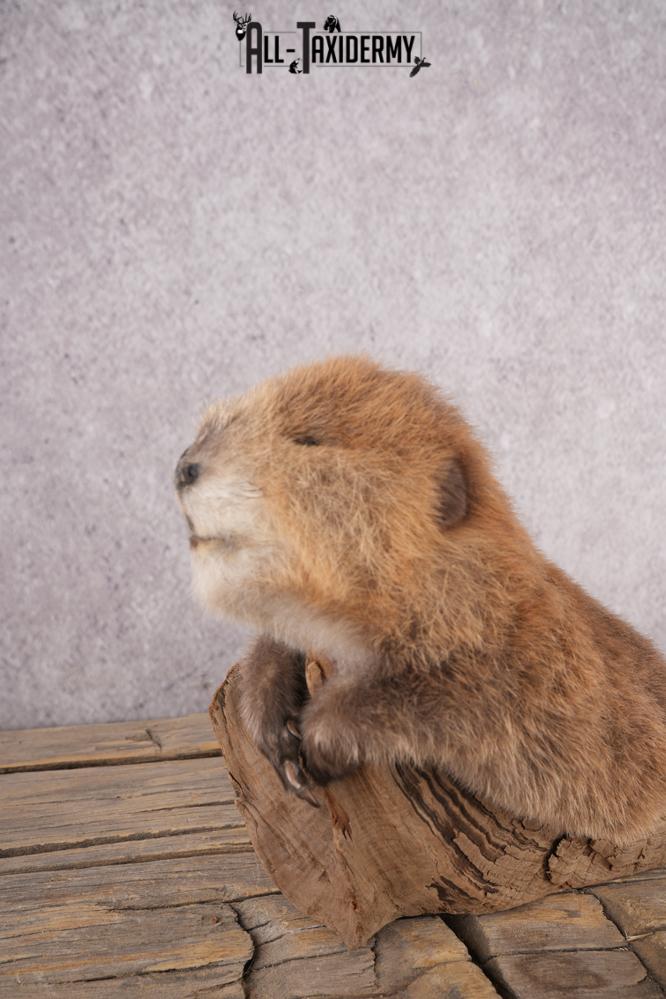 Baby Beaver SKU 3204 - Image 5