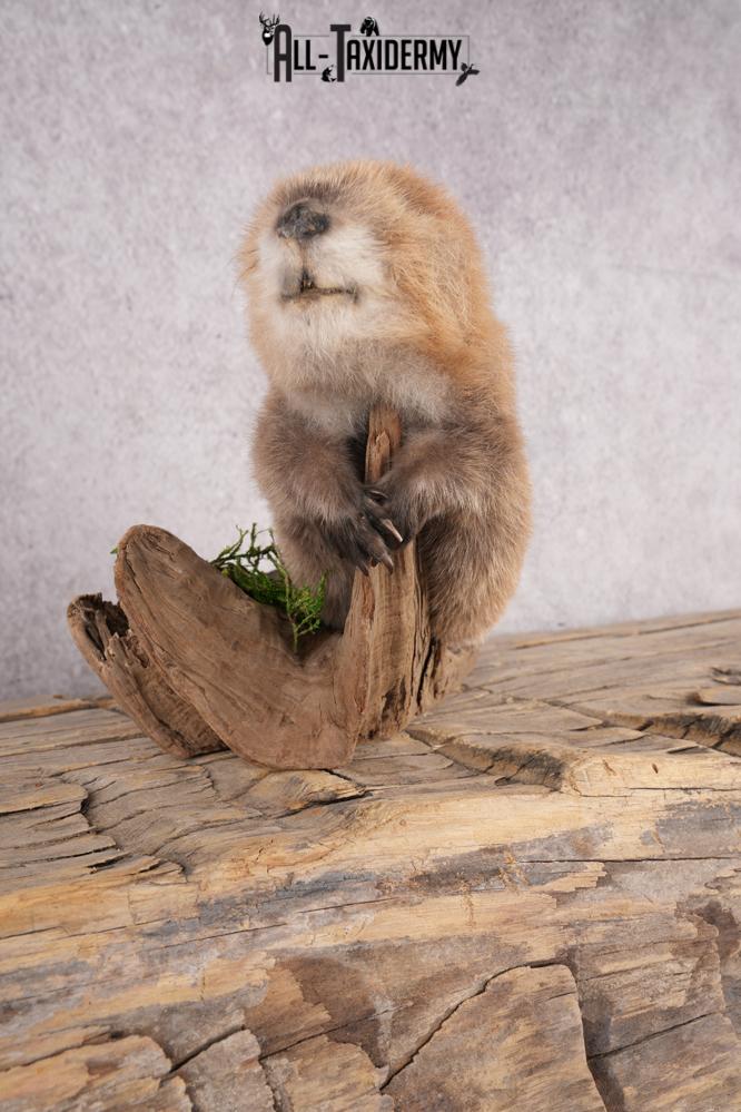 Baby Beaver SKU 3204 - Image 4