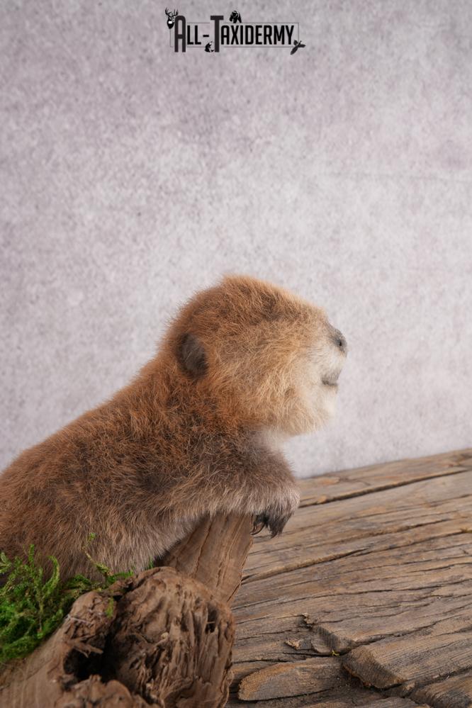 Baby Beaver SKU 3204 - Image 3