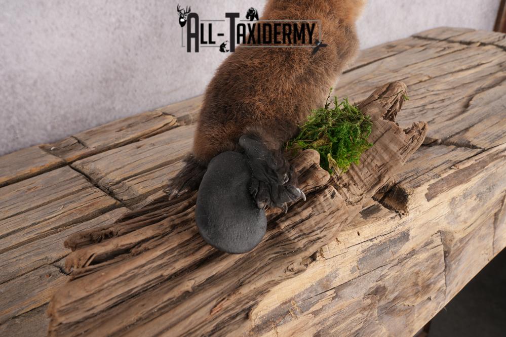 Baby Beaver SKU 3204 - Image 2