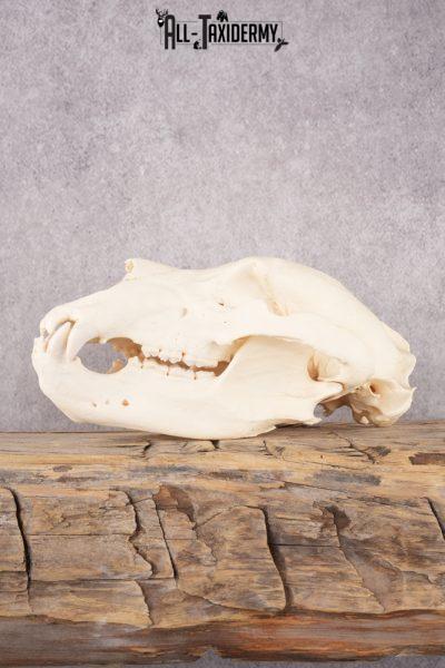 Brown Bear Skull SKU 3252