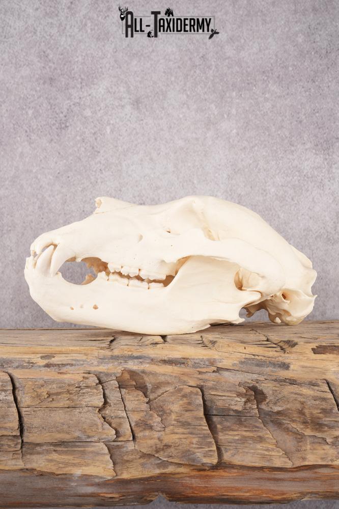 Brown Bear Skull SKU 3252