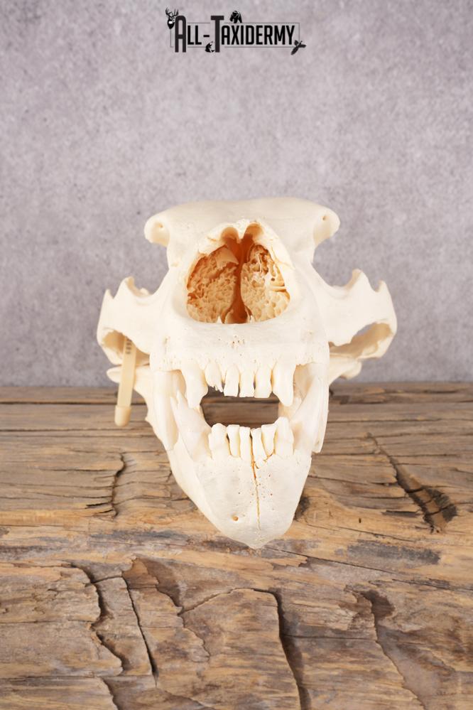 Brown Bear Skull SKU 3252 - Image 4