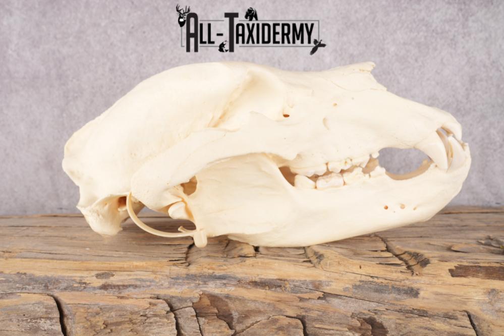 Brown Bear Skull SKU 3252 - Image 3