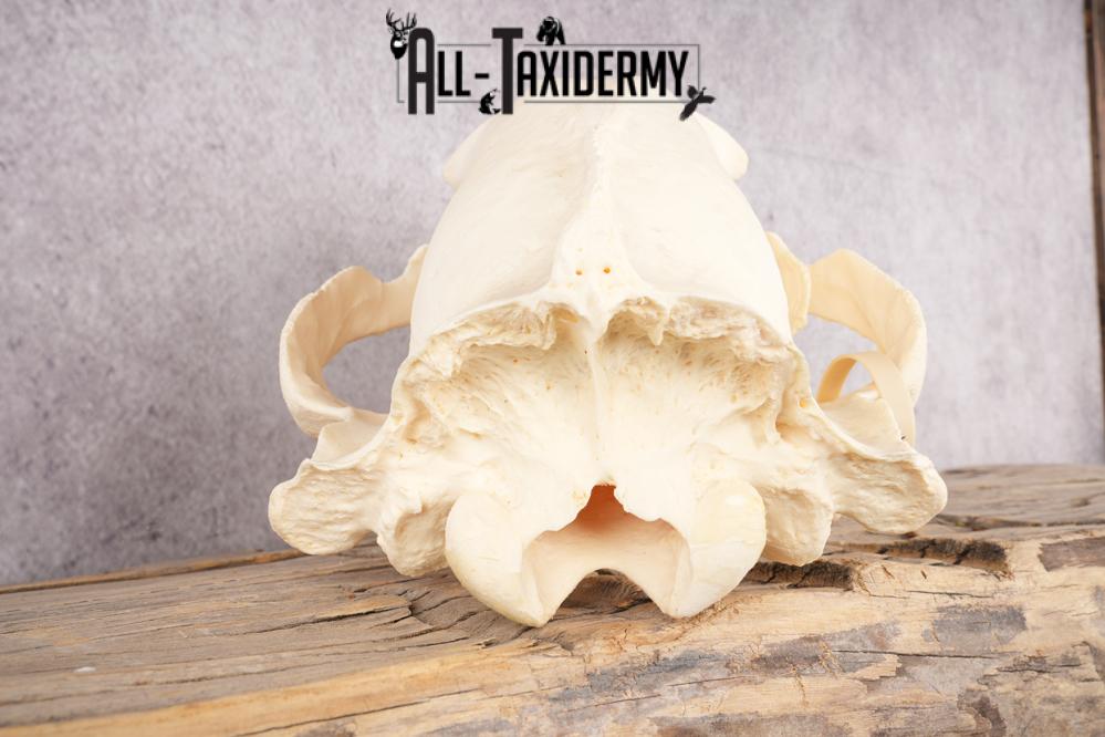 Brown Bear Skull SKU 3252 - Image 2