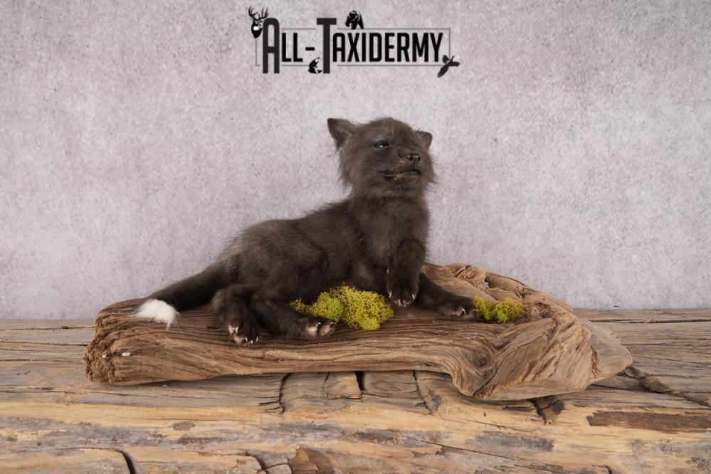 Baby Fox SKU 3306 - Image 8