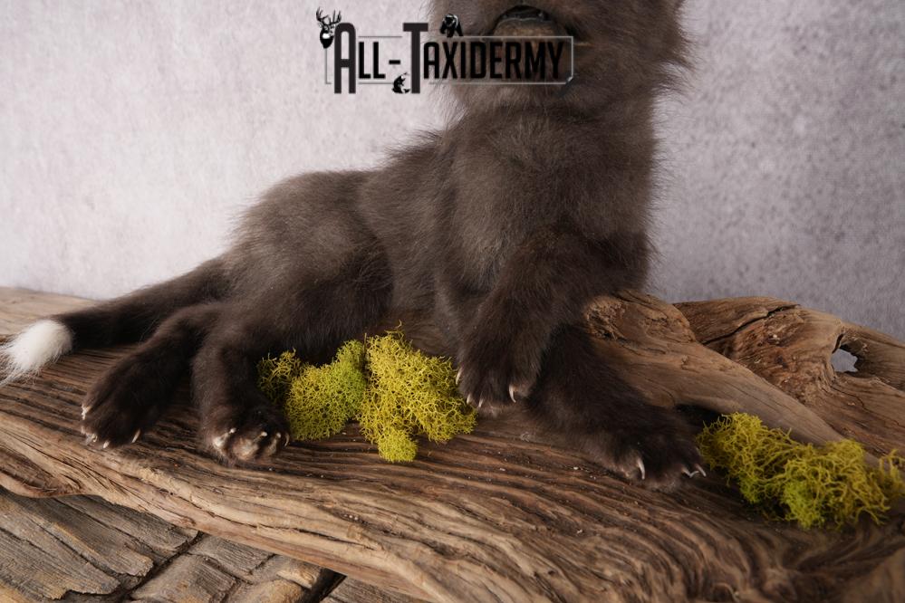 Baby Fox SKU 3306 - Image 7