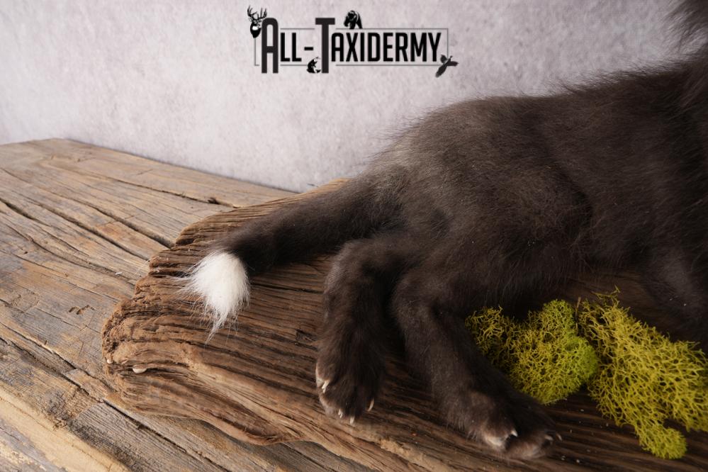 Baby Fox SKU 3306 - Image 6