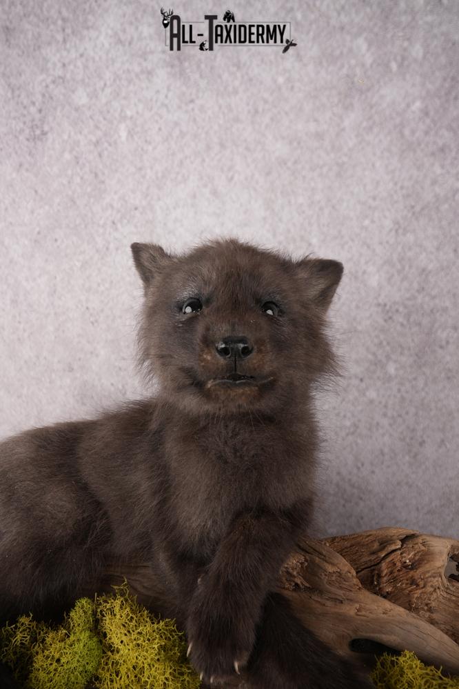 Baby Fox SKU 3306 - Image 5