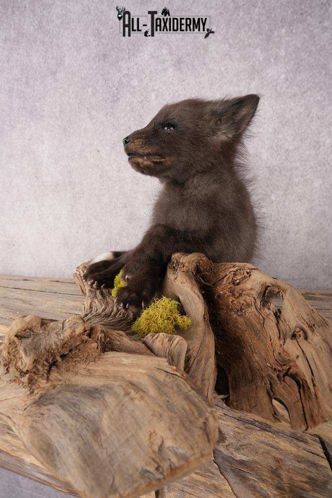 Baby Fox SKU 3306 - Image 4