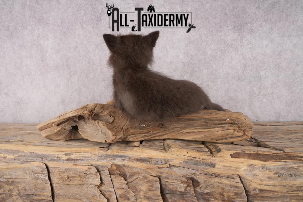 Baby Fox SKU 3306 - Image 3