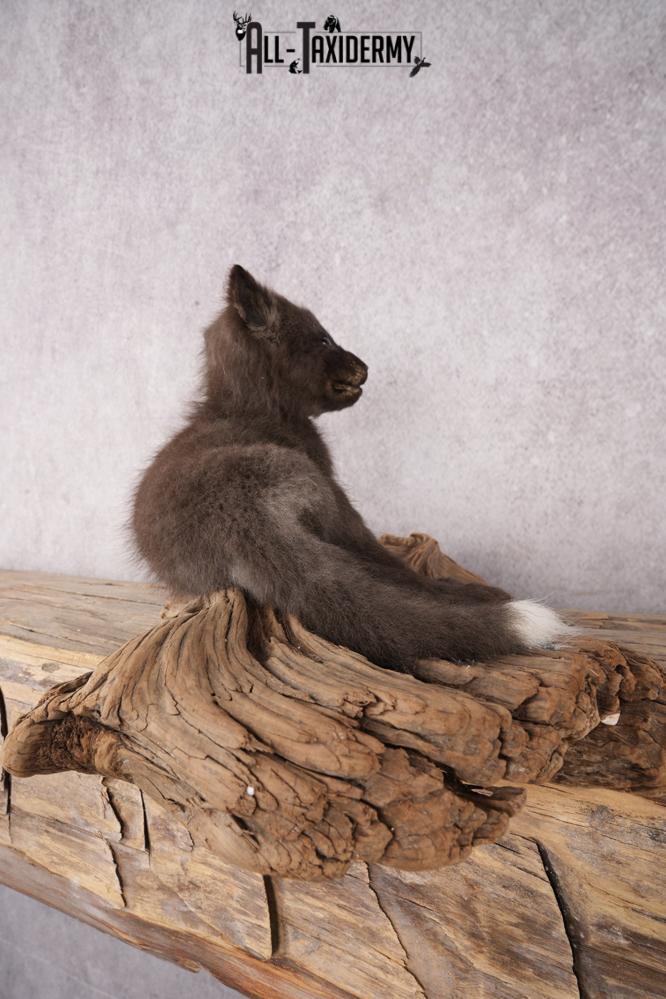 Baby Fox SKU 3306 - Image 2