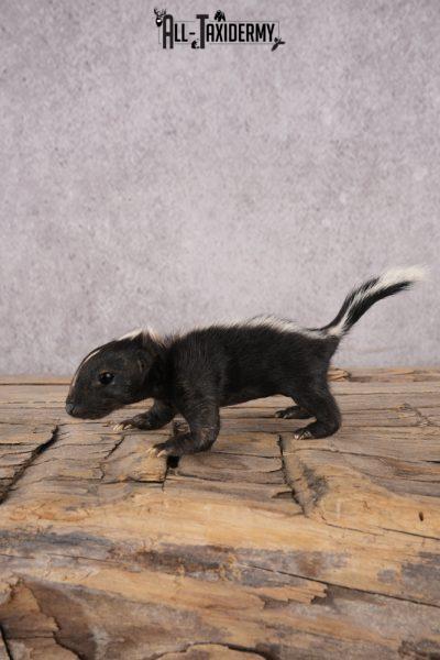 Baby Skunk SKU 3317