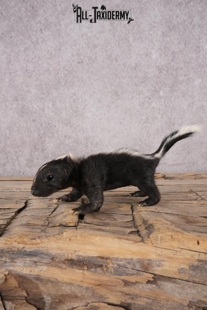 Baby Skunk SKU 3317
