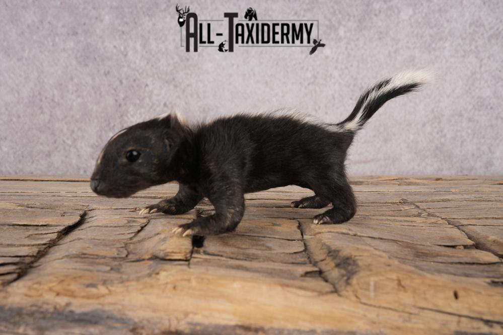 Baby Skunk SKU 3317 - Image 6