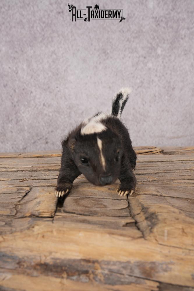 Baby Skunk SKU 3317 - Image 5