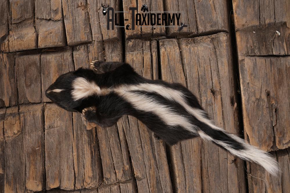 Baby Skunk SKU 3317 - Image 4