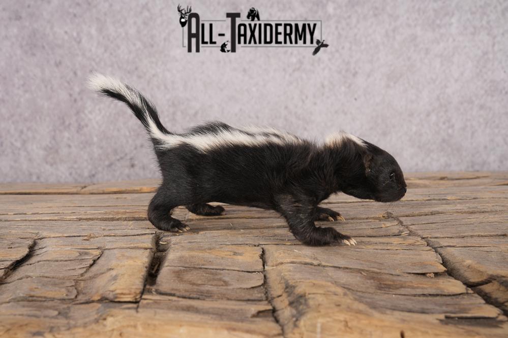 Baby Skunk SKU 3317 - Image 3