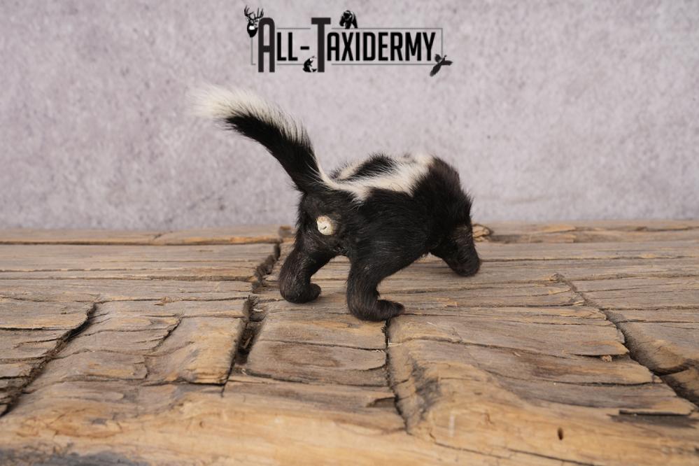 Baby Skunk SKU 3317 - Image 2