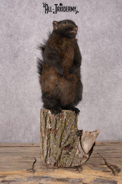 Black Squirrel SKU 3315