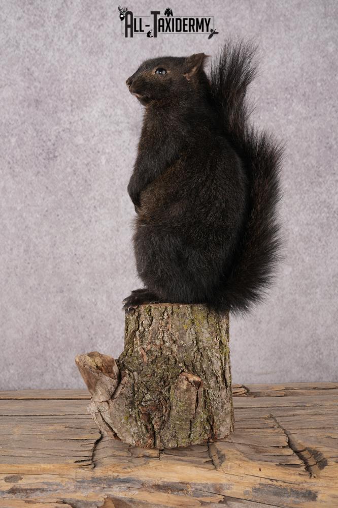 Black Squirrel SKU 3315 - Image 4