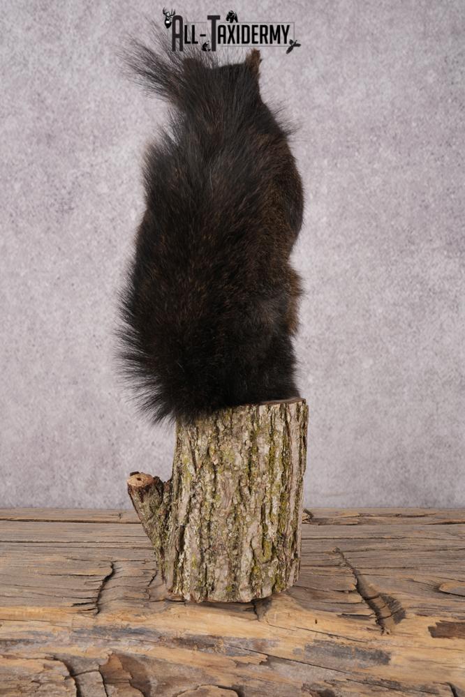 Black Squirrel SKU 3315 - Image 3
