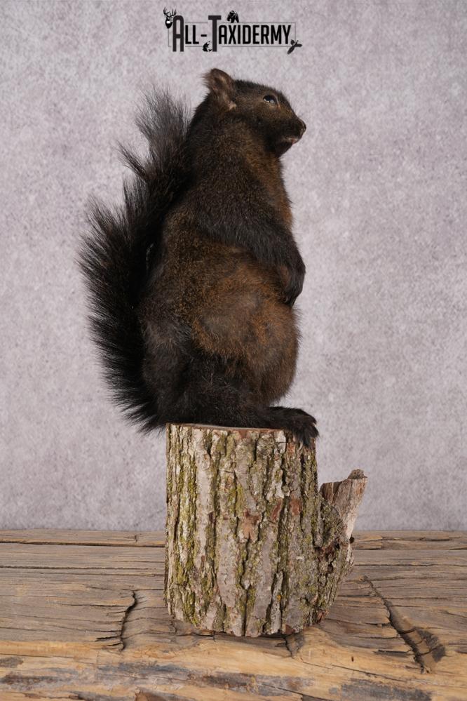 Black Squirrel SKU 3315 - Image 2