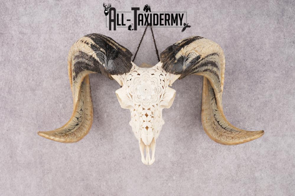 Carved Sheep Skull SKU 3300 - Image 7