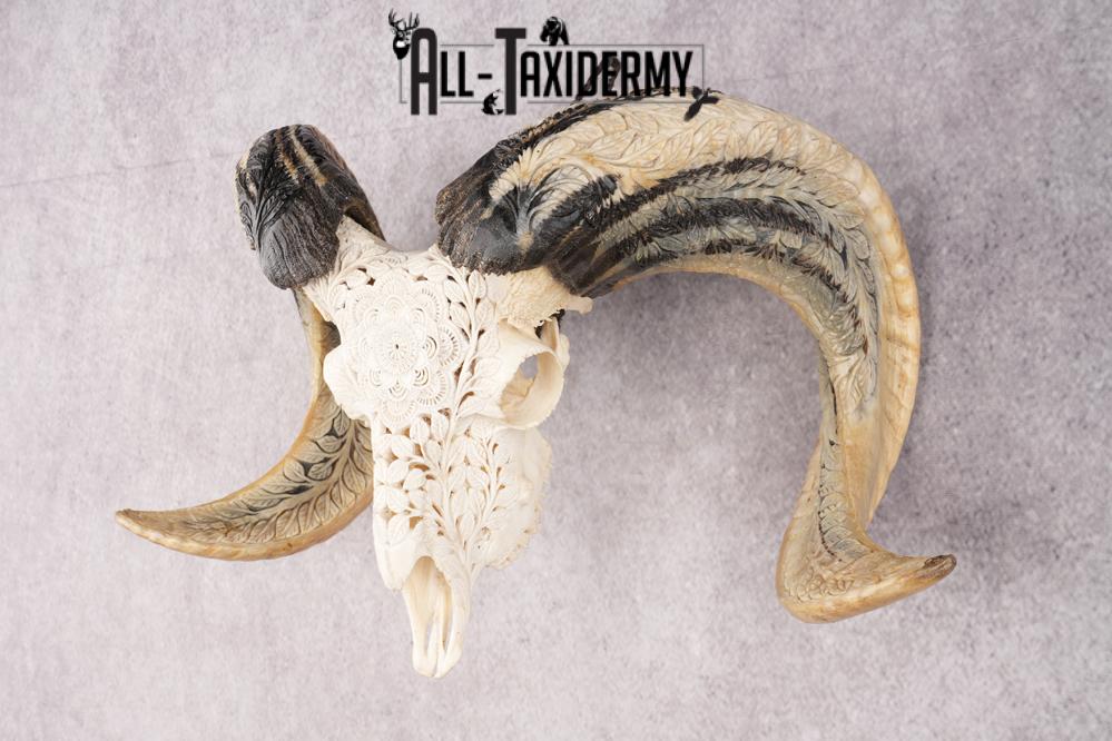 Carved Sheep Skull SKU 3300 - Image 6