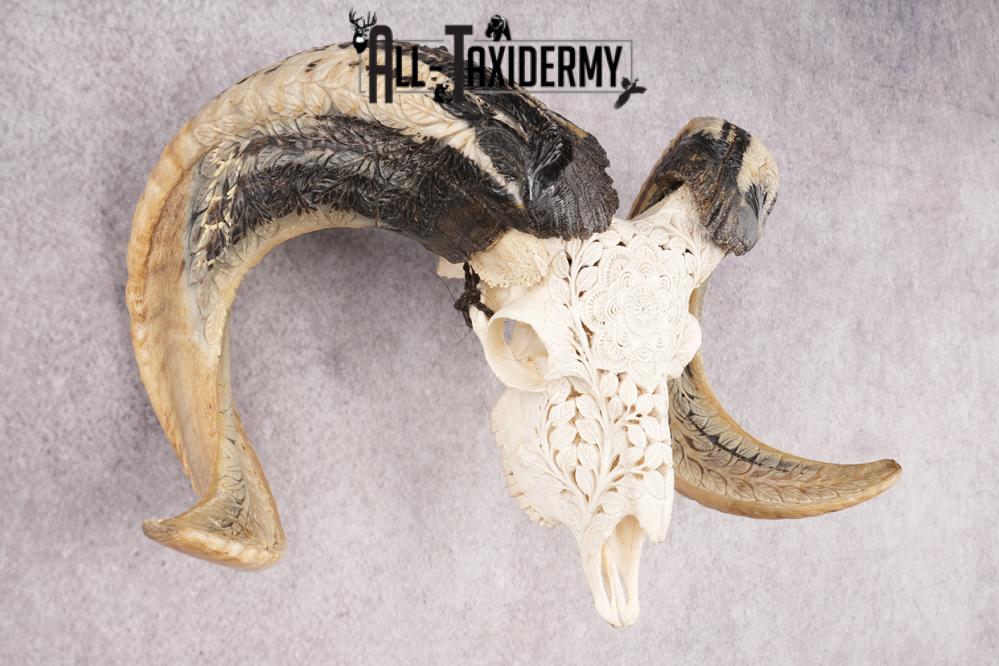 Carved Sheep Skull SKU 3300 - Image 5