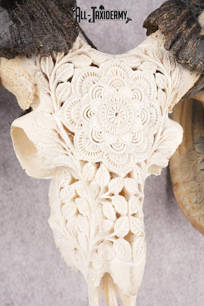 Carved Sheep Skull SKU 3300 - Image 4