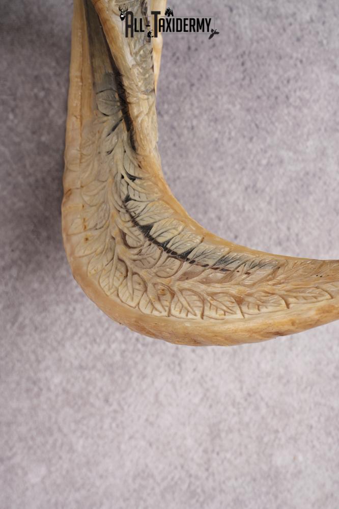 Carved Sheep Skull SKU 3300 - Image 3