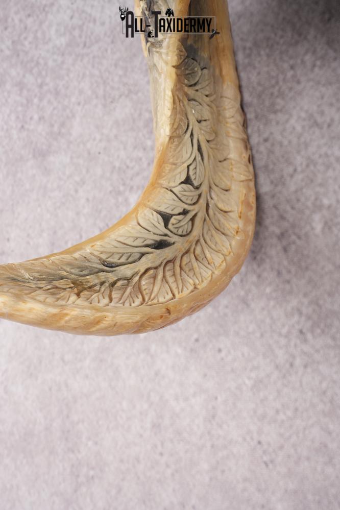 Carved Sheep Skull SKU 3300 - Image 2