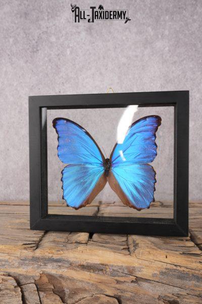 Butterfly Blue Metallic SKU 3288