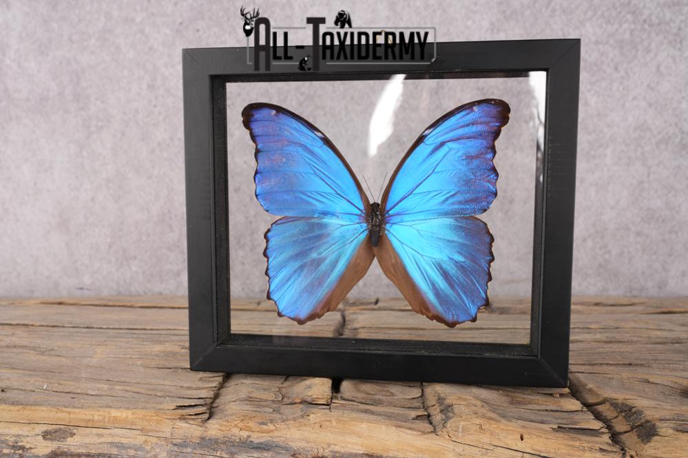 Butterfly Blue Metallic SKU 3288 - Image 3