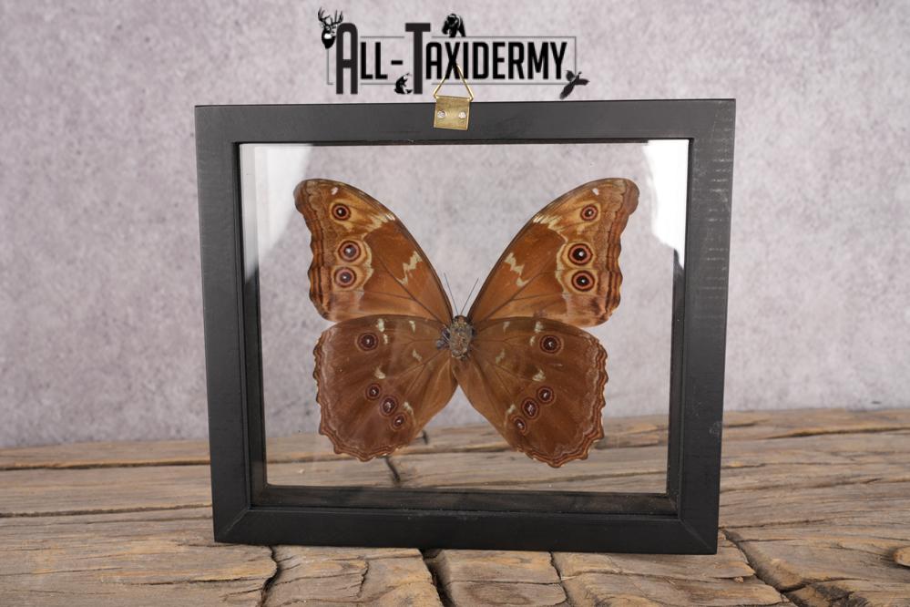 Butterfly Blue Metallic SKU 3288 - Image 2