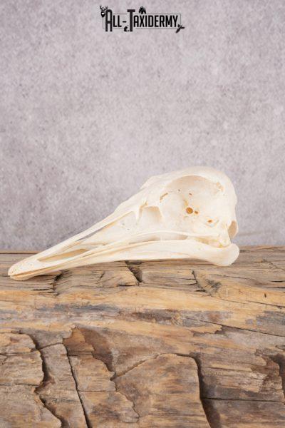 Ostrich Skull SKU 3307