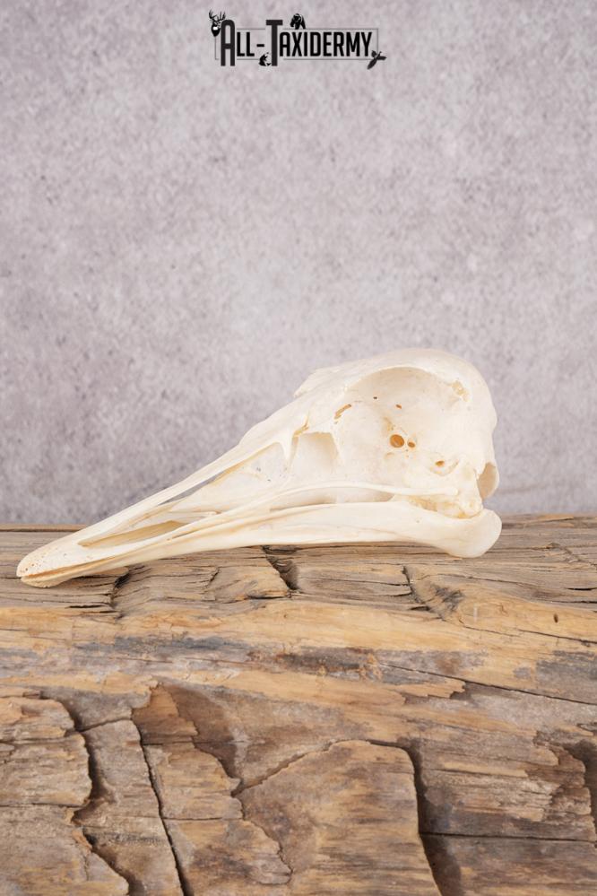 Ostrich Skull SKU 3307