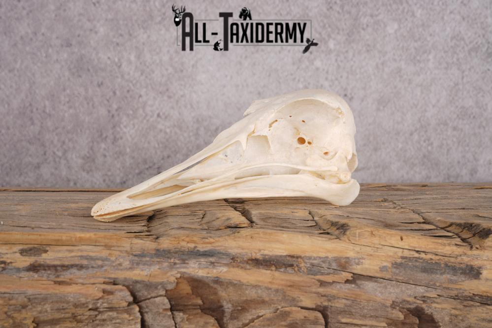 Ostrich Skull SKU 3307 - Image 5