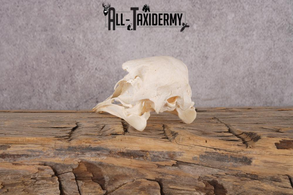 Ostrich Skull SKU 3307 - Image 4