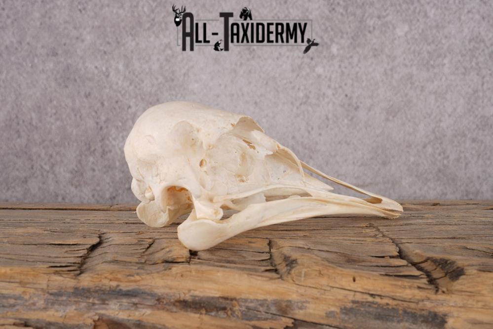 Ostrich Skull SKU 3307 - Image 3