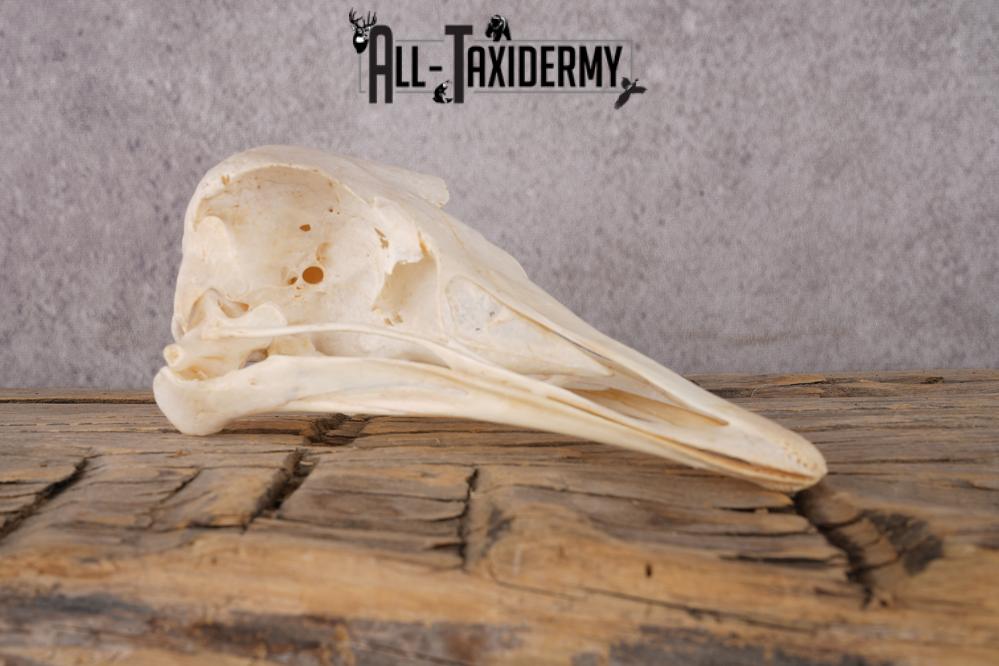 Ostrich Skull SKU 3307 - Image 2