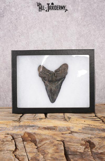 Megalodon Tooth SKU 3305